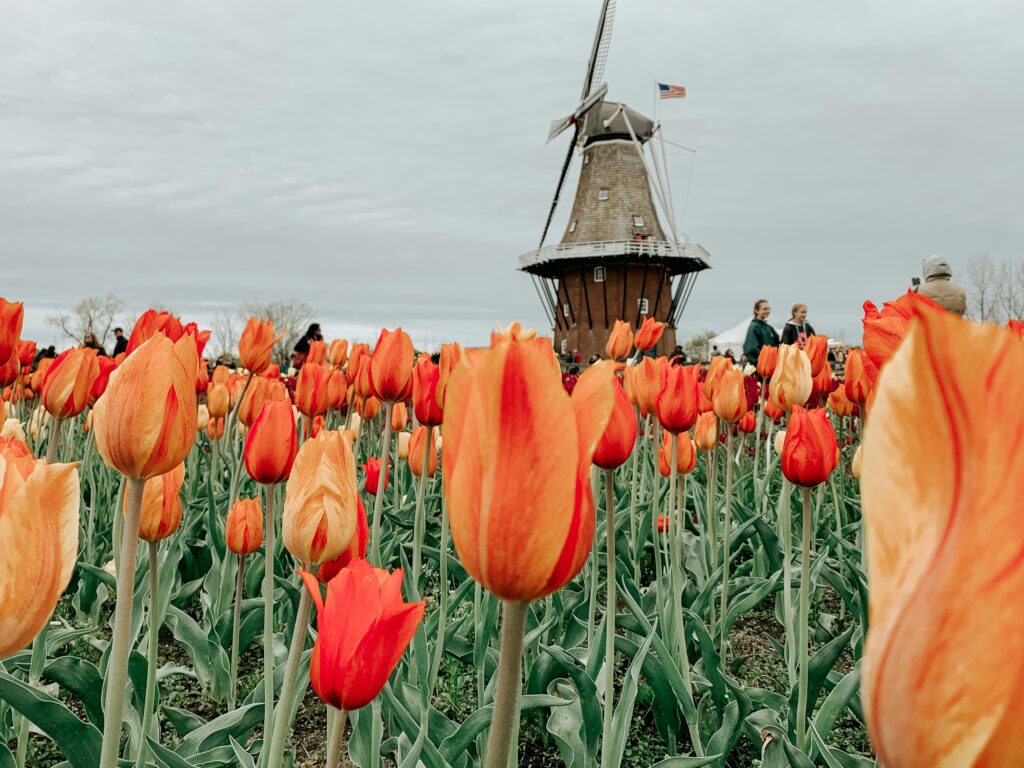 Expats participating in a Dutch cultural workshop, enriching their language learning with cultural insights and traditional Dutch customs.